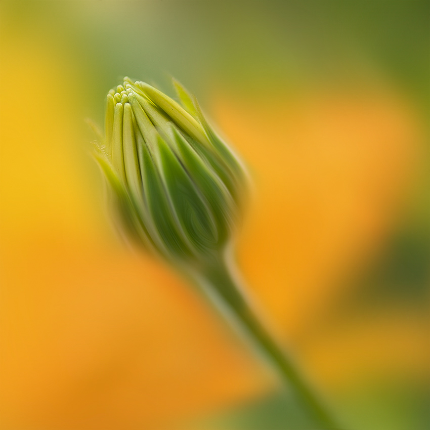 4711 Blume D34_0794-1 Kopie.jpg